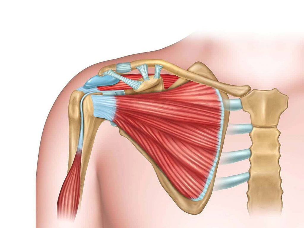 Rotator Cuff Muscles Merrylands Rehab Centre Physio In Merrylands